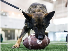 Police Service Dog Fallon enjoys a football during Edmonton Eskimos practice at the Commonwealth field house in Edmonton on Tuesday, Aug. 1, 2017.