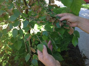 Birch trees have shallow roots and require plenty of water to stave off the harmful effects of the birch leafminer.