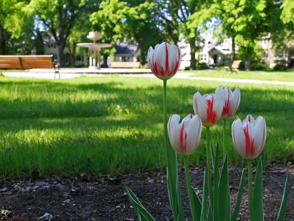 Growing Things Plant tulips deep to help them bloom Edmonton Journal