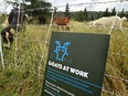 Goats at work in Rundle Park last summer. The City of Edmonton is now recruiting a goat co-ordinator to run all things goat.