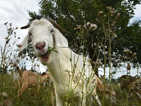 Meet and Bleat: Weed-eating goats charmed visitors to Rundle Park last summer.