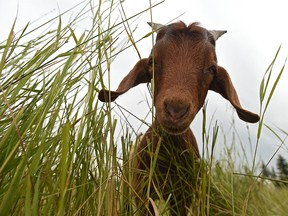 The weed-eating goats at Rundle Park where "meet and Bleat" events were held on Aug. 19 and Sept. 23, 2017.