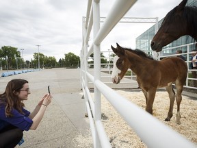 Northlands PR Specialist Caiti Farquharson takes a photo of mare 100 Goodtimes' foal during the K-Days media launch at Edmonton Expo Centre in Edmonton, Alberta on Tuesday, June 13, 2017. A report released Thursday recommends Edmonton Economic Development Corporation take over operation of the Edmonton Expo Centre.