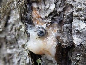 A mountain pine beetle is shown caught in tree resin in this undated file photo from the University of Alberta. Nadir Erbilgin, a forestry professor at the university, discovered that lodgepole pine trees contain certain chemicals that create a high level of this resin, overwhelming the insect.