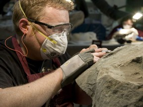 Royal Tyrrell Museum technician Mark Mitchell prepping his namesake nodosaur Borealopelta markmitchellii.