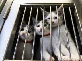 Three kittens are seen at the Edmonton Humane Society in Edmonton, Alta., on Thursday July 16, 2015. File photo.