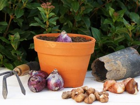 Jim Hole recommends 'forcing' your bulbs by storing them in the fridge and tricking them into blooming early next spring.
