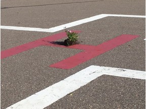 Police in northeastern Alberta are searching for suspects after a helipad used by STARS Air Ambulance was vandalized at a hospital. A planter was left in the middle of the helipad.