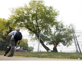 A pedestrian walks past the Garneau Tree at the University of Alberta, near 111 Street and 90 Avenue, in Edmonton on Sept. 8, 2017.