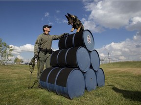 Ontario Provincial Police Const. Dan Harness and his dog Valor demonstrate their skills at the Edmonton Police Service Vallevand Kennels, 12211 124 Ave., in Edmonton on Friday Sept. 15, 2017. The two will be competing in the 2017 National Championship Canine Trials in Edmonton Sept. 15-17 at ReMax Field.