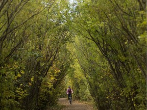 A cyclist makes their way along a river valley path near Emily Murphy Park, in Edmonton Monday Sept. 25, 2017.
