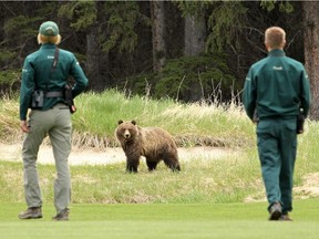 Bear No. 148, when she was a young grizzly feeding near the Fairmont Banff Springs Golf Course in Banff National Park on June 11, 2014, was legally killed by a hunter when she crossed the border into B.C.