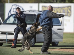 Const. Nick Leachman and Police Service Dog Finn take down a bad guy from the van behind them in the Criminal Apprehension event. The Edmonton Police Service Canine Unit is hosting the 2017 National Championship Canine Trials in Edmonton at Re/Max Field on September 16, 2017.