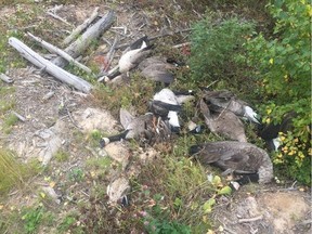 Some of the bodies of abandoned birds discovered south of Fort McMurray that were reported to Fish and Wildlife officers on Saturday, Sept. 2, 2017.