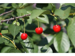 Garden slugs can damage Evans cherries and spoil a long-awaited fall harvest, so Gerald Filipski recommends applying Vaseline to the base of cherry trees to keep the pests at bay.