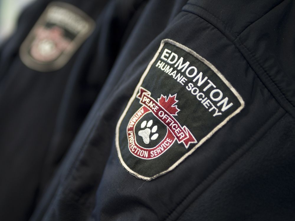 Humane Society Employee Charged After Cats Left In Vehicle Edmonton   Edmonton Humane Society Jpg 