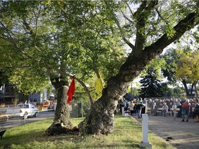 About one hundred people attended a ceremony at the University of Alberta on Friday September 15, 2017 to say farewell to one of Edmonton's oldest trees and to celebrate the history of the Metis people in the region.