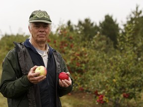 Frank Sawyer of Attracted 2 Apples orchard grows numerous varieties of apples, from Prairie Sensation (left) to Lucky Jack, near Fort Saskatchewan.
