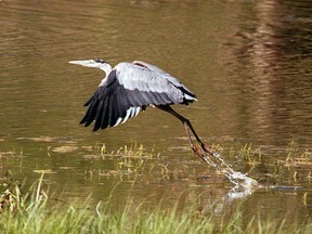Syncrude has agreed to pay $2.75 million in fines for the 2015 deaths of 31 blue herons.