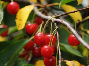 Sap oozing from high on a cherry tree and a reduction in fruit production are signs that the tree is stressed and could be suffering from a disease.