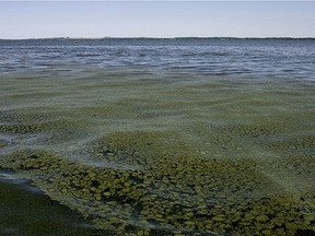 A severe bloom of cyanobacteria, known as blue-green algae, is seen on Alberta's Pigeon Lake in a file photo.