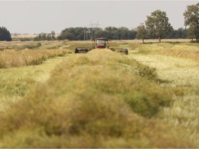 A farmer works in a field in Leduc County on Monday, Sept. 18, 2017.