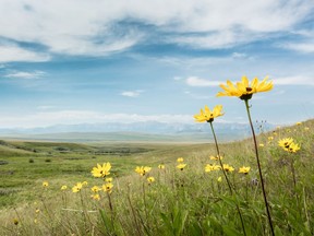 The Nature Conservancy of Canada (NCC) in Alberta has announced the completion of the largest conservation easement in the province's history and the largest in Canadian history. The iconic Waldron Ranch project is 30,535 acres of privately owned property located along the Cowboy Trail (Highway 22), south of Longview and northwest of Lethbridge. File photo.