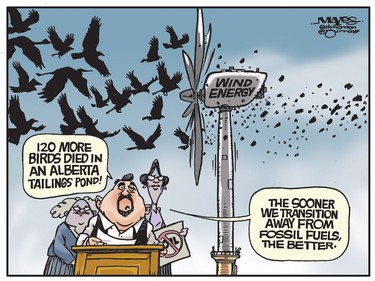Wind Energy kills many more birds than Alberta tailings ponds. (Cartoon by Malcolm Mayes)