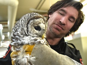Dale Gienow of WILDNorth Wildlife Rescue and Rehabilitation in Edmonton holds an injured barred owl on Friday, Oct. 27, 2017. Their intakes for injured or orphaned animals has increased nearly 20 per cent and will admit more than 3,000 wild animals by the end of 2017.