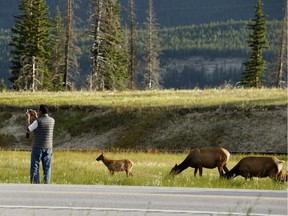 A tourist takes a photo as an elk crosses the Yellowhead Highway in Jasper National Park east of the town of Jasper, Alberta on Tuesday, July 4, 2017.