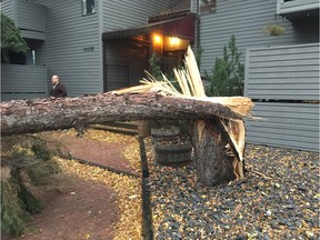 Wind gusts knocked down a tree near an apartment building at 113 Street and Jasper Avenue on Oct. 17, 2017, briefly blocking the street.