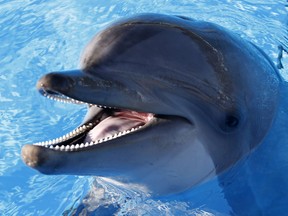 A dolphin at Marineland in Antibes, France. Dolphins were found to basically live an under-the-sea version of early human society, but they lack the hands to conquer the planet.
