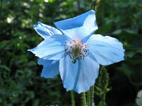 The Himalayan blue poppy is a finicky flower that requires careful preparation and a spot in the garden where it is protected from heat and wind.