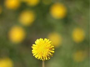 Dandelions are shown at Stanley Park on Monday June 2, 2014.