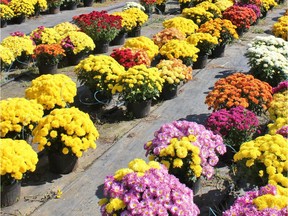 Fall mums are low-maintenance, late-blooming flowers that can add some colour to a garden during the cool autumn weather.