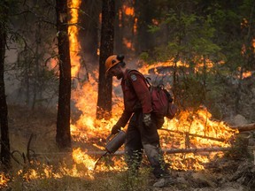 A B.C. Wildfire Service firefighter uses a torch to ignite dry brush while conducting a controlled burn to help prevent the Finlay Creek wildfire from spreading near Peachland in September.