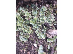 Liverworts can take over a garden if they're allowed to grow in moist, damp conditions.