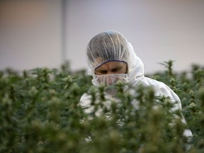 A worker inspects flowering marijuana plants at a licensed Ontario cannabis producer.