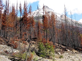 The Pine Beetle and forest fires are attacking and destroying millions of trees in Kootenay National Park. This is along Highway 93 near Storm Mountain just over the BC border.