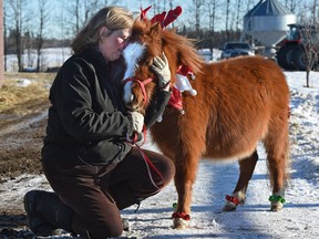 Sandra Romanyk hugs Rudy, a 2-1/2 year old miniature horse, purchased with her husband Jerry, who died in October 2017 at South Haven Cemetery in a workplace accident. The horses have been a source of comfort in the healing process for Sandra Romanyk.