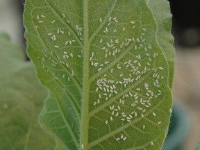 The whitefly is a common garden pest that feeds on the underside of leaves and can damage plants.