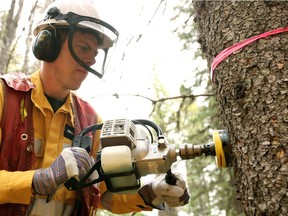 Brooks Horne, Forest Health Officer for the Foothills Area, cuts a four inch disc, called a cookie, from a tree in the Willmore Wilderness Park to test for the presence of Mountain Pine Beetles. File photo.