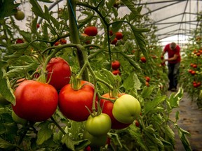FILES-FRANCE-AGRICULTURE-ENVIRONMENT-ALIMENTATION-ORGANIC

(FILES) This file photo taken on August 18, 2015 shows an organic vegetable farmer collects tomatoes in his greenhouse in Perenchies.  Thousands of farmers gathered during the Tech & Bio on September 20 and 21 in Bourg-les-Valence. / AFP PHOTO / PHILIPPE HUGUENPHILIPPE HUGUEN/AFP/Getty Images
PHILIPPE HUGUEN, AFP/Getty Images