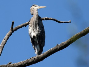 A great blue heron looks out over the Inglewood Bird Sanctuary on Thursday. The sanctuary opened for the first time since the 2013 flood. Remediation and rebuilding are continuing in the area.