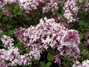 A potted lilac bush can survive through the winter if its roots are protected from cycles of freezing and thawing.