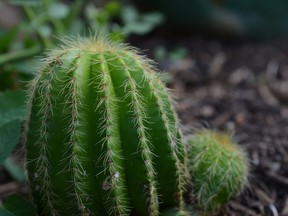 Short and round, with plenty of spines, the barrel cactus is a popular variety among gardeners looking to grow their own cacti.