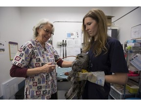 Kim  Blomme, Director of Wildlife Services hydrates a Great Grey Owl while Jade Murphy, Animal Support Technician, holds it at WILDNorth on Friday November 24, 2017 in Edmonton. The bird was brought into WILDNorth, which is a wildlife rescue and rehabilitation centre, after it was hit by a car.Greg  Southam / Postmedia
Greg Southam, Greg Southam/Postmedia