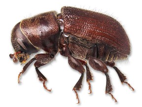 The mountain pine beetle is devastating trees in Jasper National Park.