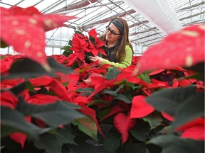 Dorothy Jedrasik examins a poinsettia in a field of red at the Muttart Conservatory in Edmonton on Nov. 23, 2017.