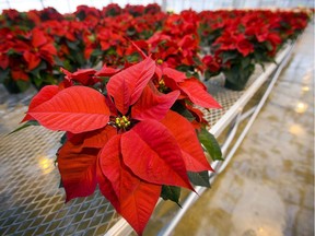 Poinsettias are one of the most popular plants to display during the holiday season.